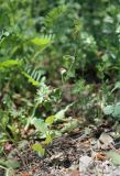 Convolvulus arvensis