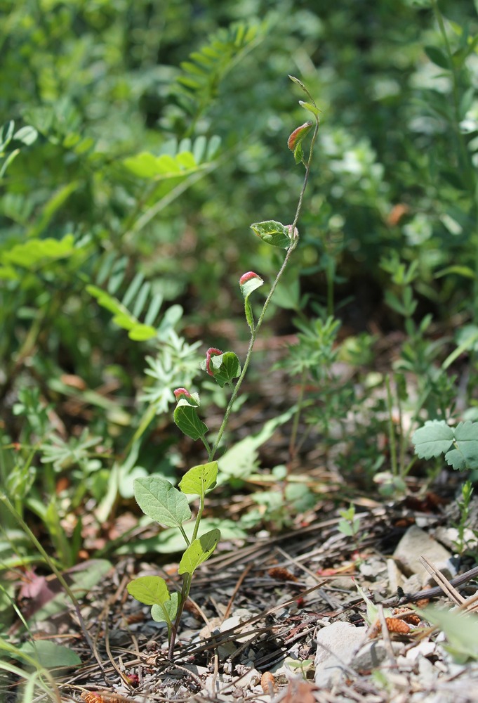 Изображение особи Convolvulus arvensis.