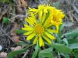 Grindelia squarrosa. Соцветия. Украина, окр. Одессы, побережье Черного моря. 09.10.2009.