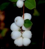 Symphoricarpos albus var. laevigatus