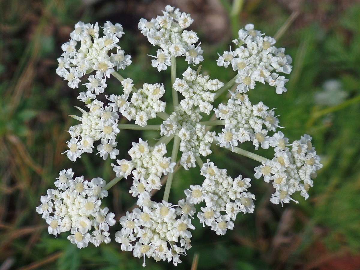 Изображение особи Kitagawia baicalensis.