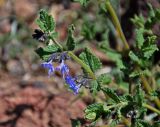 Lophanthus chinensis. Верхушка побега с соцветием. Монголия, аймак Архангай, вулкан Хэрийин, ≈ 2200 м н.у.м., каменистый склон. 06.06.2017.