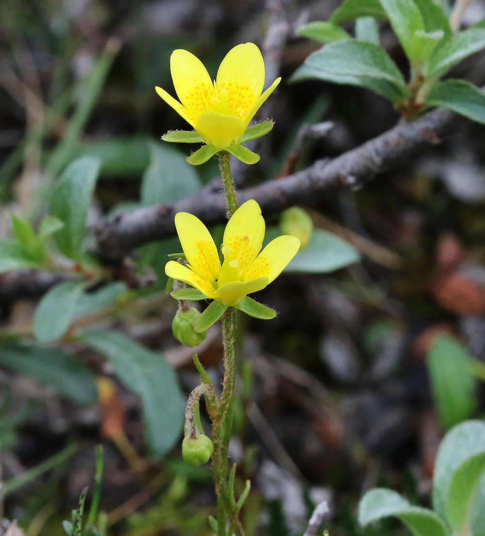 Изображение особи Saxifraga hirculus.