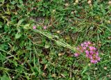 Centaurium erythraea