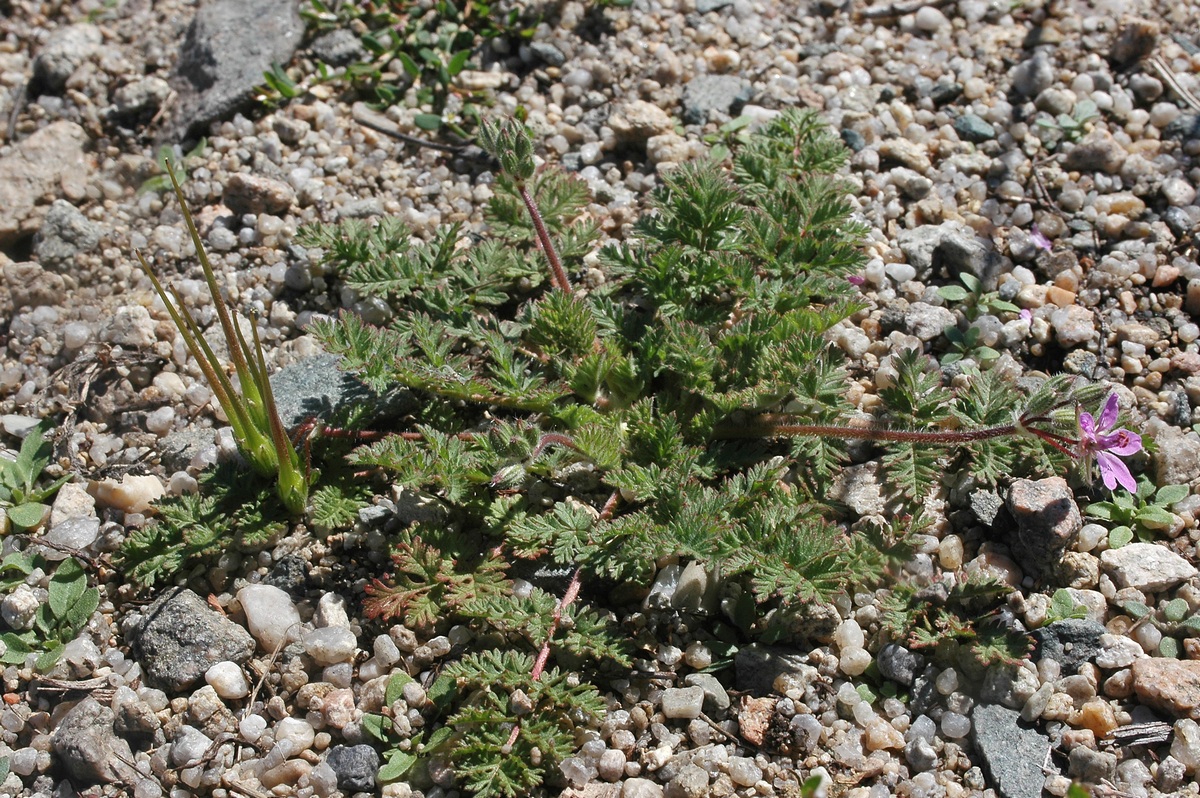 Изображение особи Erodium cicutarium.