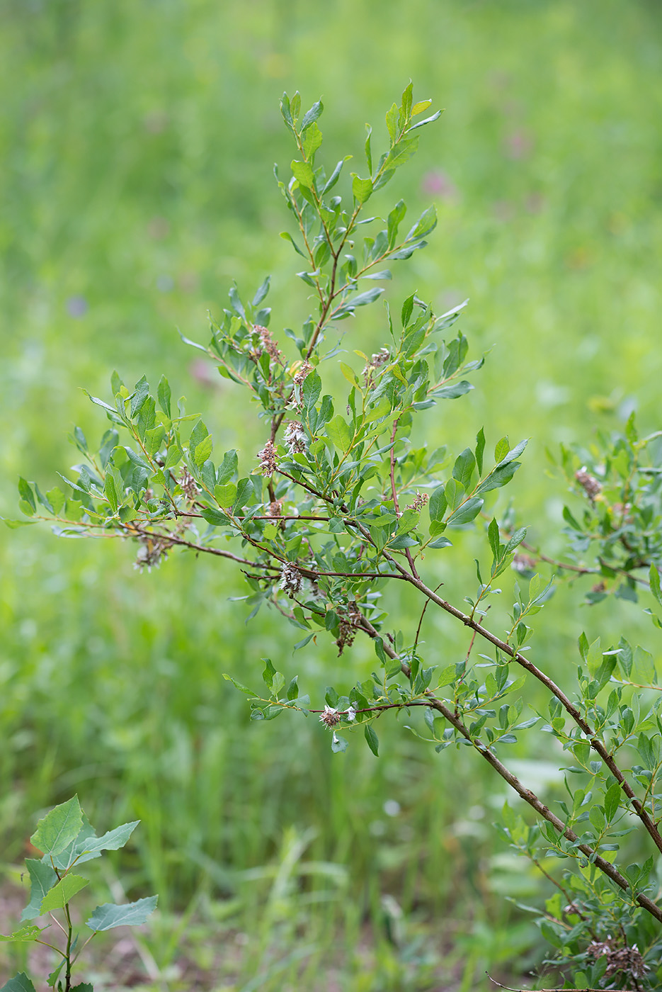 Изображение особи Salix starkeana.