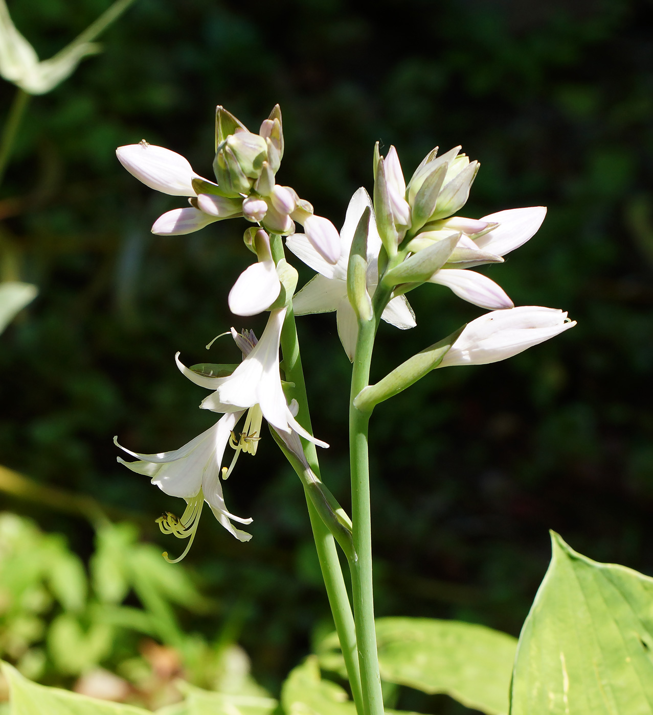 Изображение особи род Hosta.