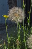 Tragopogon pratensis. Верхушки побегов с соцветием и соплодиями. Пермь, Свердловский р-н, заросший газон. 24 июля 2018 г.