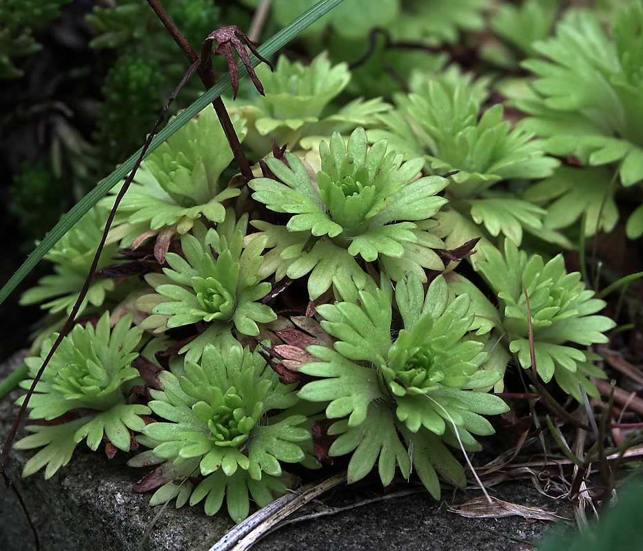 Изображение особи Saxifraga &times; arendsii.