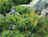 Senecio taraxacifolius. Группа цветущих растений. Карачаево-Черкесия, Тебердинский заповедник, хр. Малая Хатипара, каменистое место в альпийском поясе. 26.07.2018.