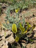 Astragalus xipholobus. Цветущее растение. Казахстан, хр. Сырдарьинский Каратау, пер. Куюк, плато, на глинистой почве. 18.04.2018.