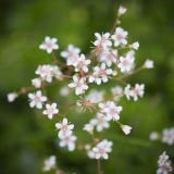 Saxifraga umbrosa. Цветки ('Variegata'). Кировская обл., г. Киров, Ботанический сад Вятского государственного университета, в культуре. 29.06.2018.