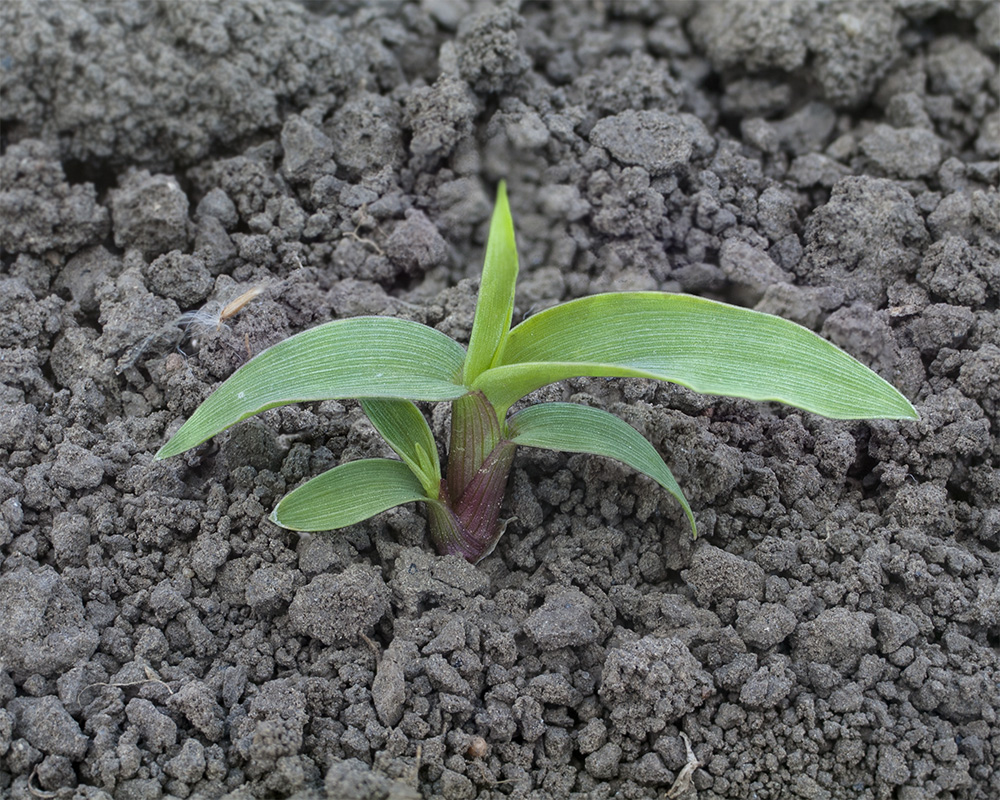 Image of Setaria viridis specimen.