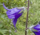 Campanula collina