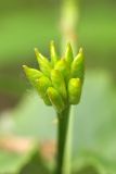 Caltha palustris