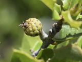 Quercus coccifera. Часть веточки с незрелым плодом. Испания, автономное сообщество Каталония, провинция Жирона, комарка Альт Эмпорда, муниципалитет Эль-Порт-де-ла-Сельва, по дороге от н.п. Vilajuïga до монастыря Sant Pere de Rodes, гарига. 01.06.2019.