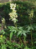 Corydalis marschalliana