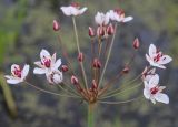 Butomus umbellatus