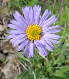 Aster alpinus