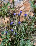 Gentianopsis barbata