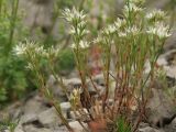 Minuartia glomerata