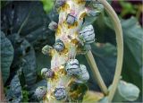 Brassica oleracea разновидность gemmifera