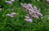 Eupatorium glehnii