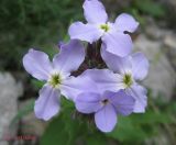 Hesperis steveniana