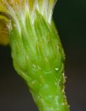 Limbarda crithmoides