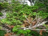 Abies sachalinensis