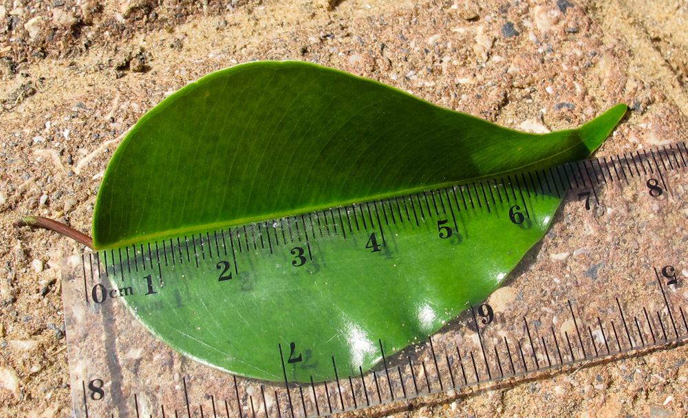 Image of Ficus benjamina specimen.