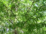 Gleditsia triacanthos. Часть кроны. Зап. Крым, г. Саки, сквер у санатория им. Н.Н. Бурденко. 29.08.2011.