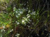 Galium uliginosum