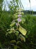 Mentha arvensis