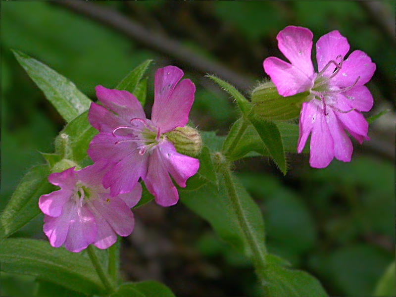 Image of Melandrium dioicum specimen.