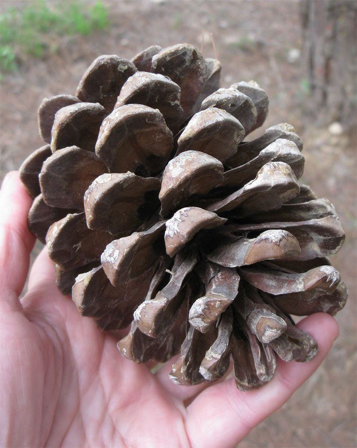 Изображение особи Pinus canariensis.