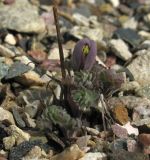 Aquilegia jonesii