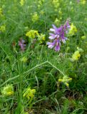 Vicia tenuifolia. Верхушка цветущего растения. Крым, окр. с. Перевальное, ур. Аян, луг. 17 мая 2013 г.