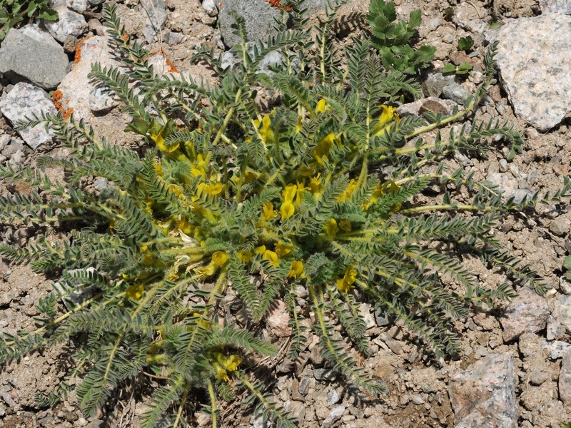 Изображение особи Astragalus lithophilus.