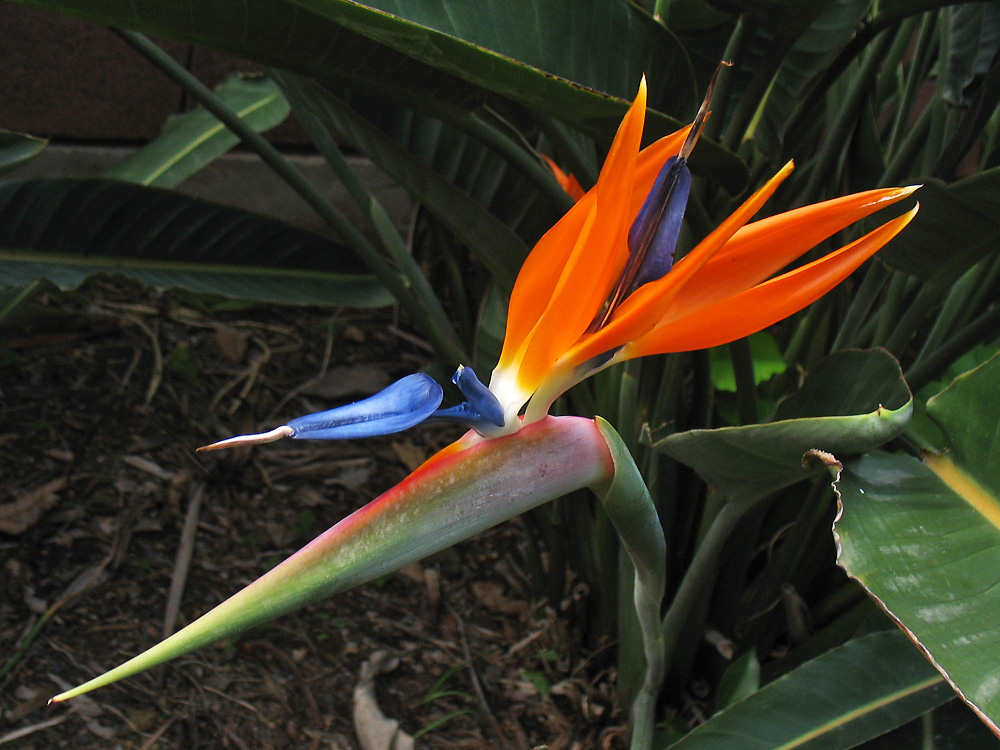 Изображение особи Strelitzia reginae.