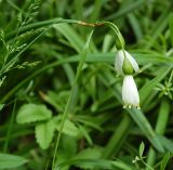 Leucojum aestivum