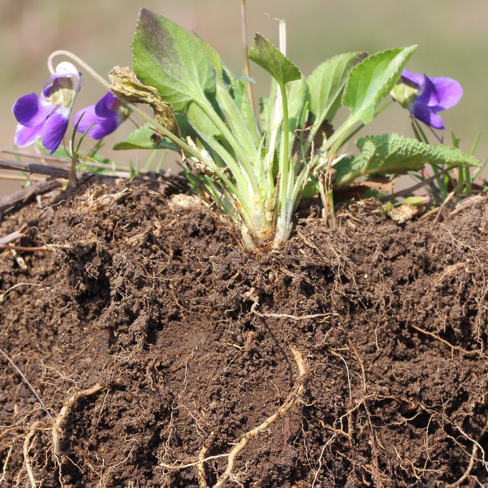 Изображение особи Viola ambigua.