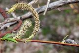 Salix pycnostachya