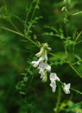 Vicia sylvatica. Соцветие. Тверская обл., Пеновский р-н, опушка смешанного леса у р. Кудь. 11.07.2009.