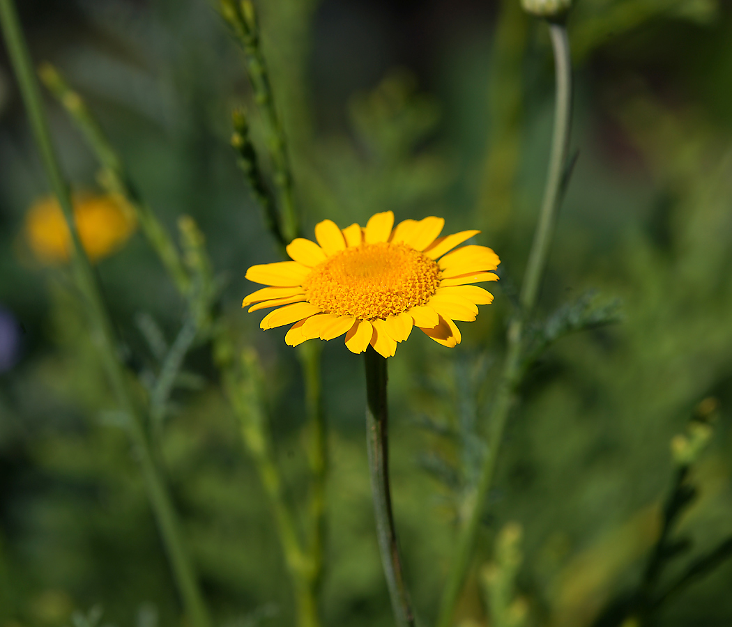 Изображение особи Anthemis tinctoria.