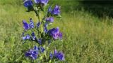 Echium vulgare