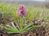 Dactylorhiza romana подвид georgica. Цветущее растение. Краснодарский край, м/о г. Новороссийск, гора Рябкова, злаково-разнотравный луг на вершине горы. 20.04.2015.