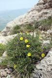 Helianthemum songaricum