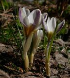 Crocus chrysanthus