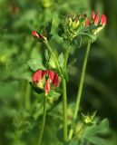 Lotus corniculatus